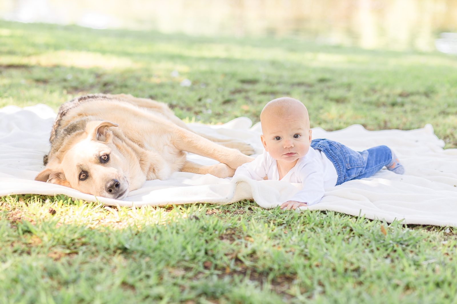 Baby boy lays on blanket with family dog during portrait session in the spring at Lakeside Park in Dallas, TX 
