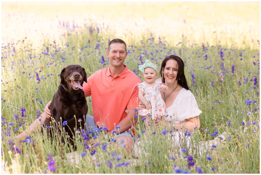 Adorable family with dog in wildflowers mom in white dress with scalloped sleeves baby in a flower dress with an oversized headband with bow dad in coral polo all seated in wildflowers joined by a chocolate dog during their Wildflower Mini in Richardson, TX with  Wisp + Willow Photography Co.