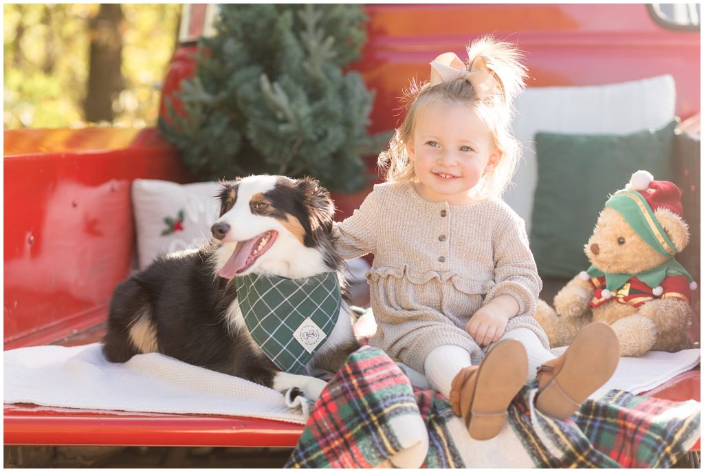 Little girl in tan dress and bow sits in bed of red pickup truck with dog wearing a green bandana during Christmas photo session. 