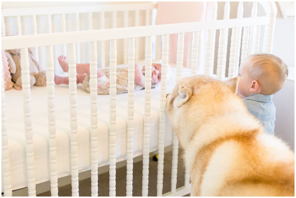 Toddler brother and family dog look into white crib at newborn baby sister as she looks back at them during Wisp + Willow family photography session. 