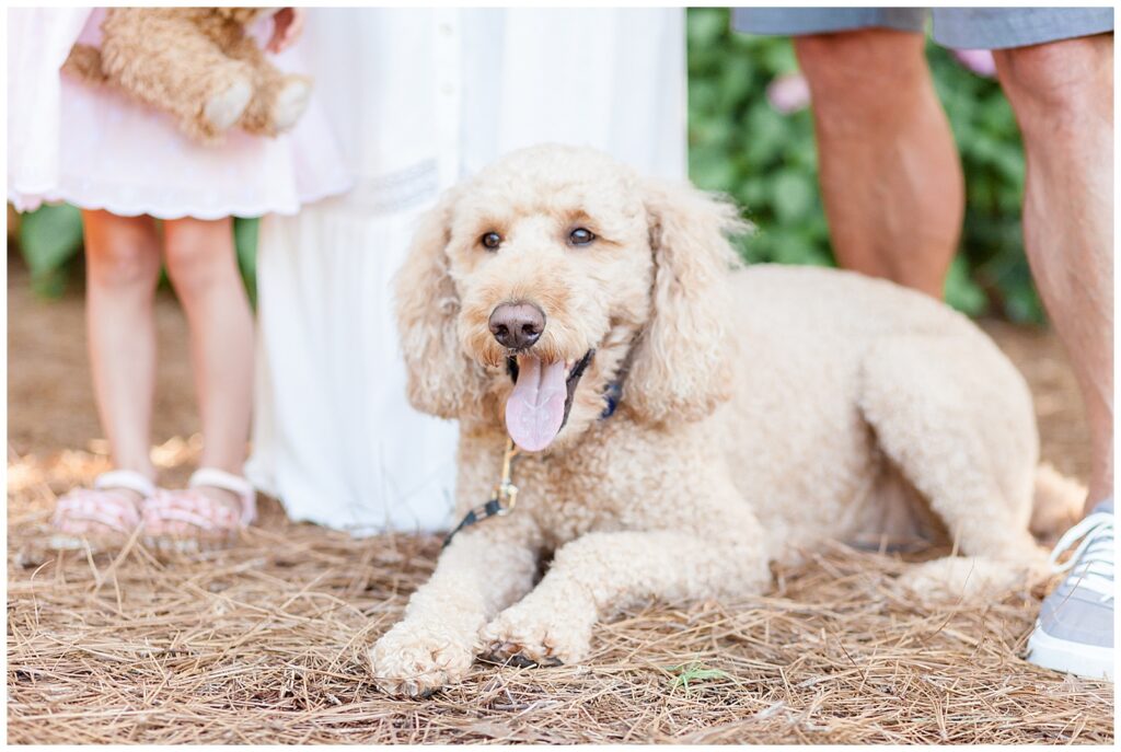 The cutest goldendoodle dog smiles with tongue out during their family photography session at Azalea Gardens in Raleigh, NC.