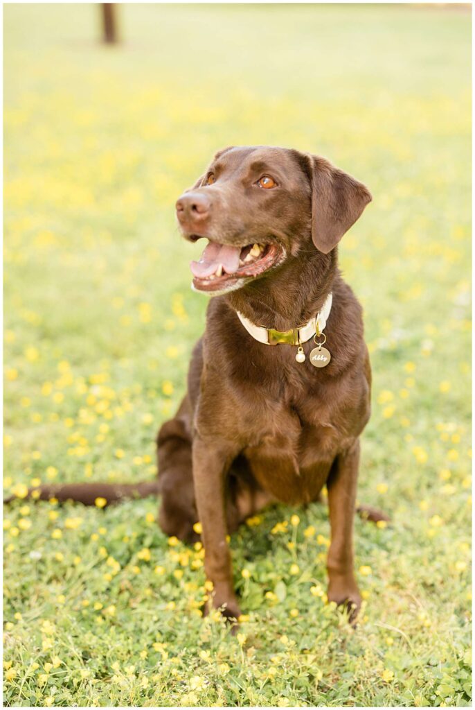 Wisp + Willow Photography Co. capture beautiful chocolate lab dog looking off at his owners as he sits in a field with little buttercup flowers.  See more of this pup and his owners on the blog today!