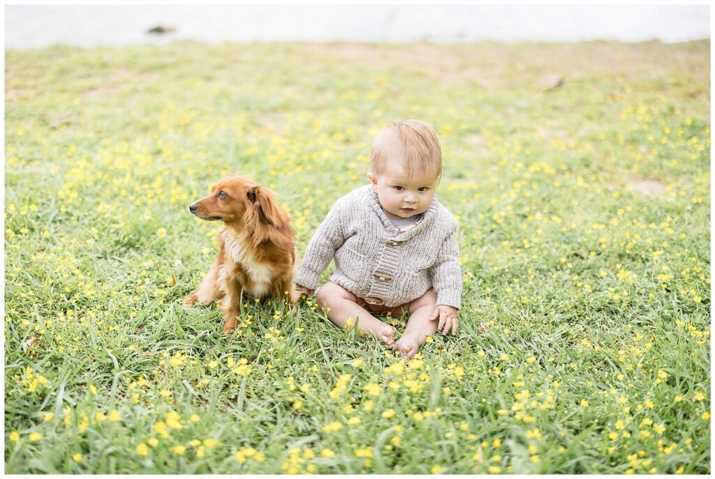 6 month old boy and a Dachsund sit in the grass with buttercups surrounding them at Shelby Bottom Nature Preserve in Nashville, TN.