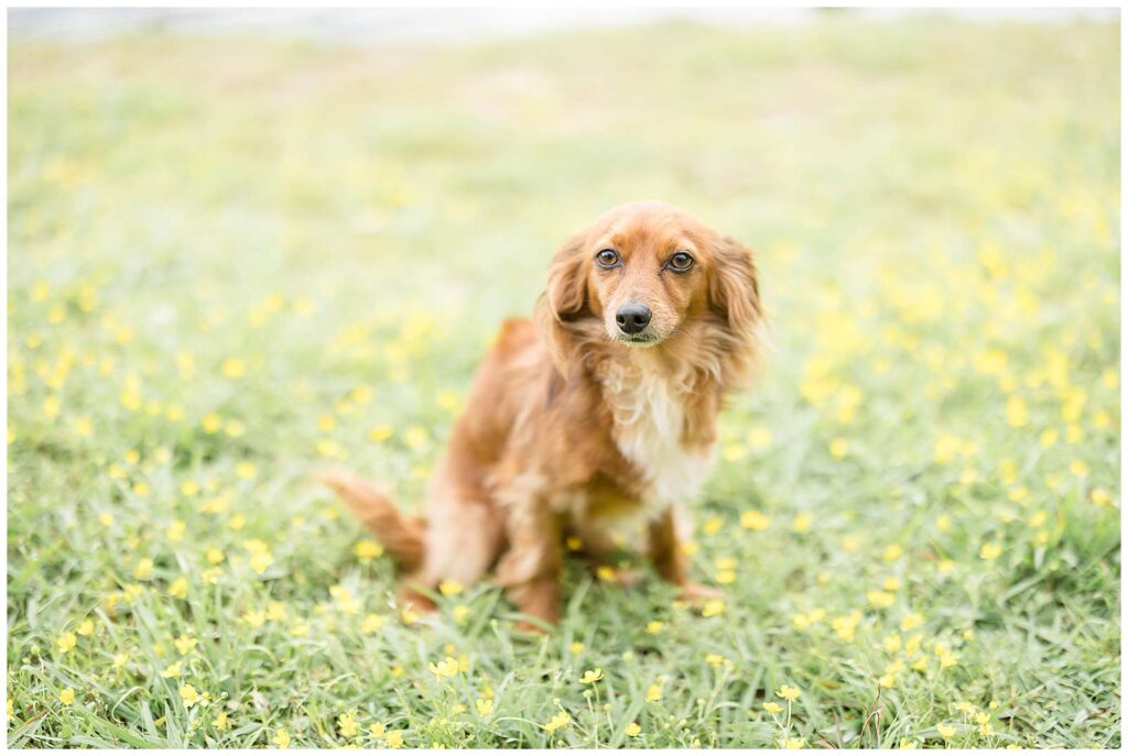 Cute little Dachsund dog sits in a field of wild yellow flowers.