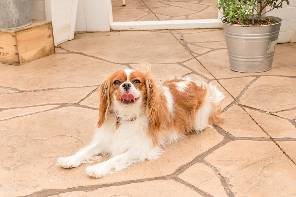 Dog sits on stone floor during spring minis with Wisp + Willow Photography Co. 